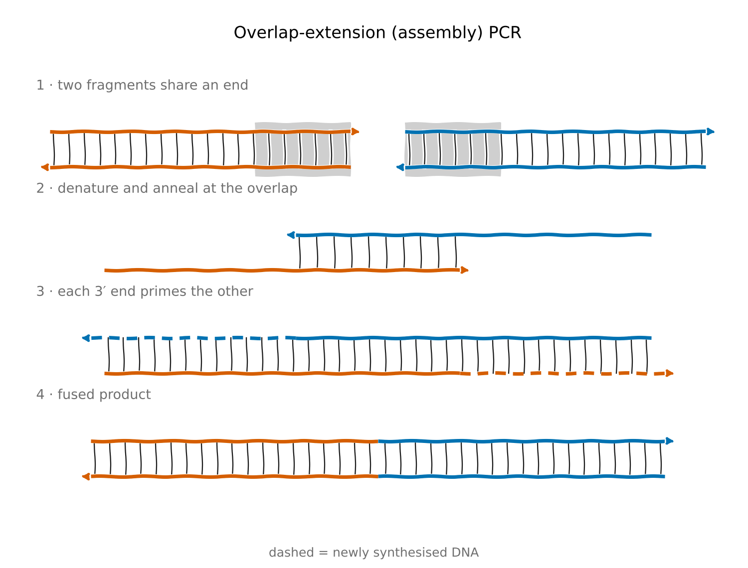 Overlap-extension (assembly) PCR in four steps: two fragments share an end; denature and anneal at the overlap; each 3′ end primes the other; fused product. Dashed strands are newly synthesised DNA.