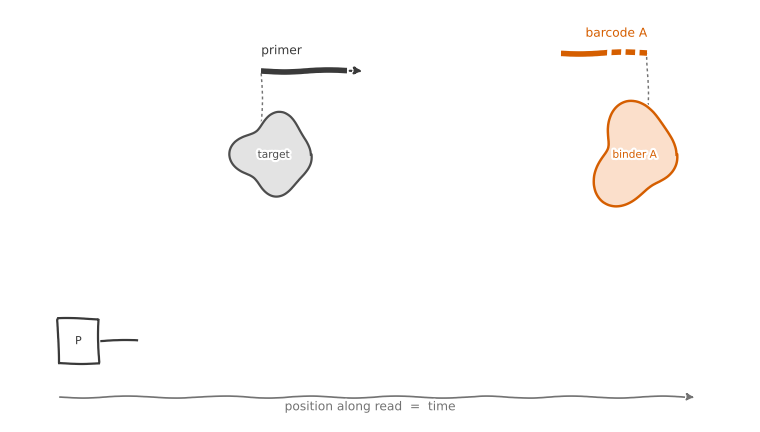 Animation of proximity barcoding. A target carrying a primer and binders carrying barcodes dock and release while a polymerase extends one strand; an axis below reads “position along read = time”.